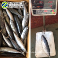 Frozen Bonito Tuna for Bait Fish